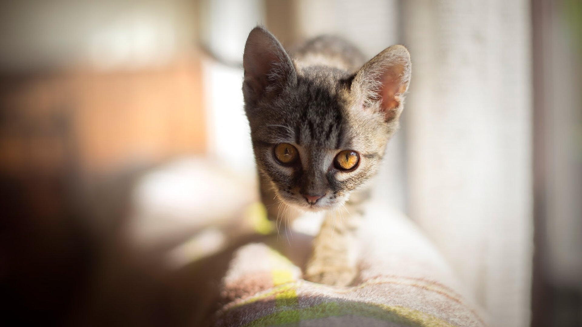 猛龙铁蹄踏碎雄鹿，米切尔，这一次，我不再是暗河里的船长